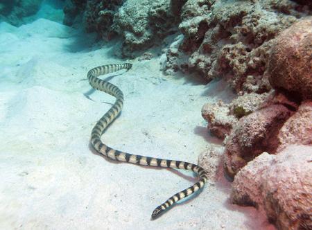 六種最致命動物：劍吻海蛇與毛毛蟲