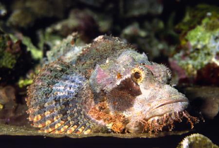 六种最致命动物：棺材水母与石鱼